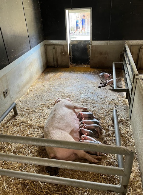 Cannon Hall Farm June 2024 (22) 